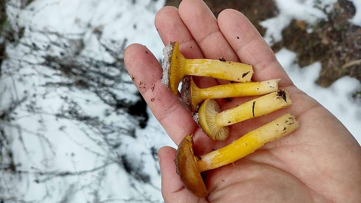    Фото: t.me/ryazpressa