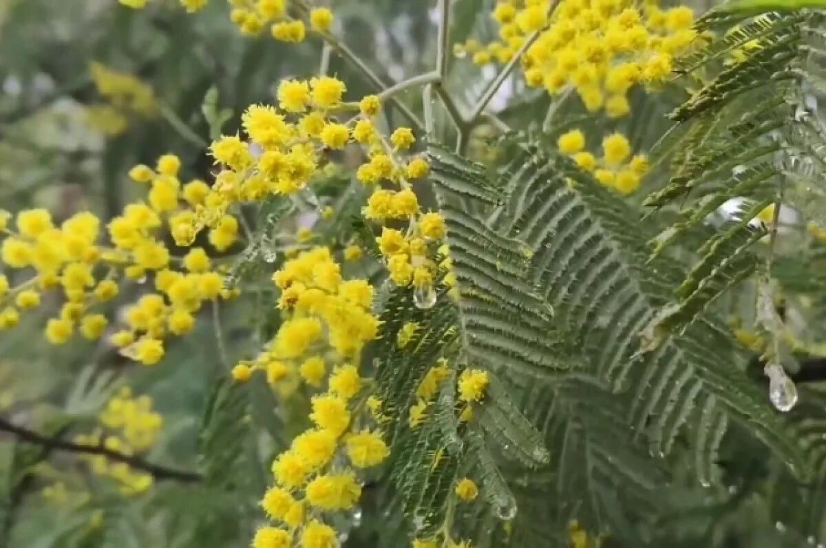    В середине января в Сочи распустилась первая мимоза