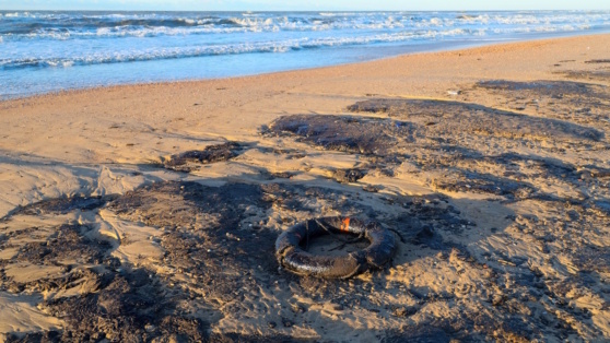    Развожаев попросил включить Севастополь в зону ЧС федерального характера из-за разлива мазута Алина Городниченко