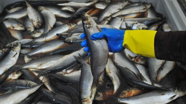    © Sputnik / Алексей Сухоруков