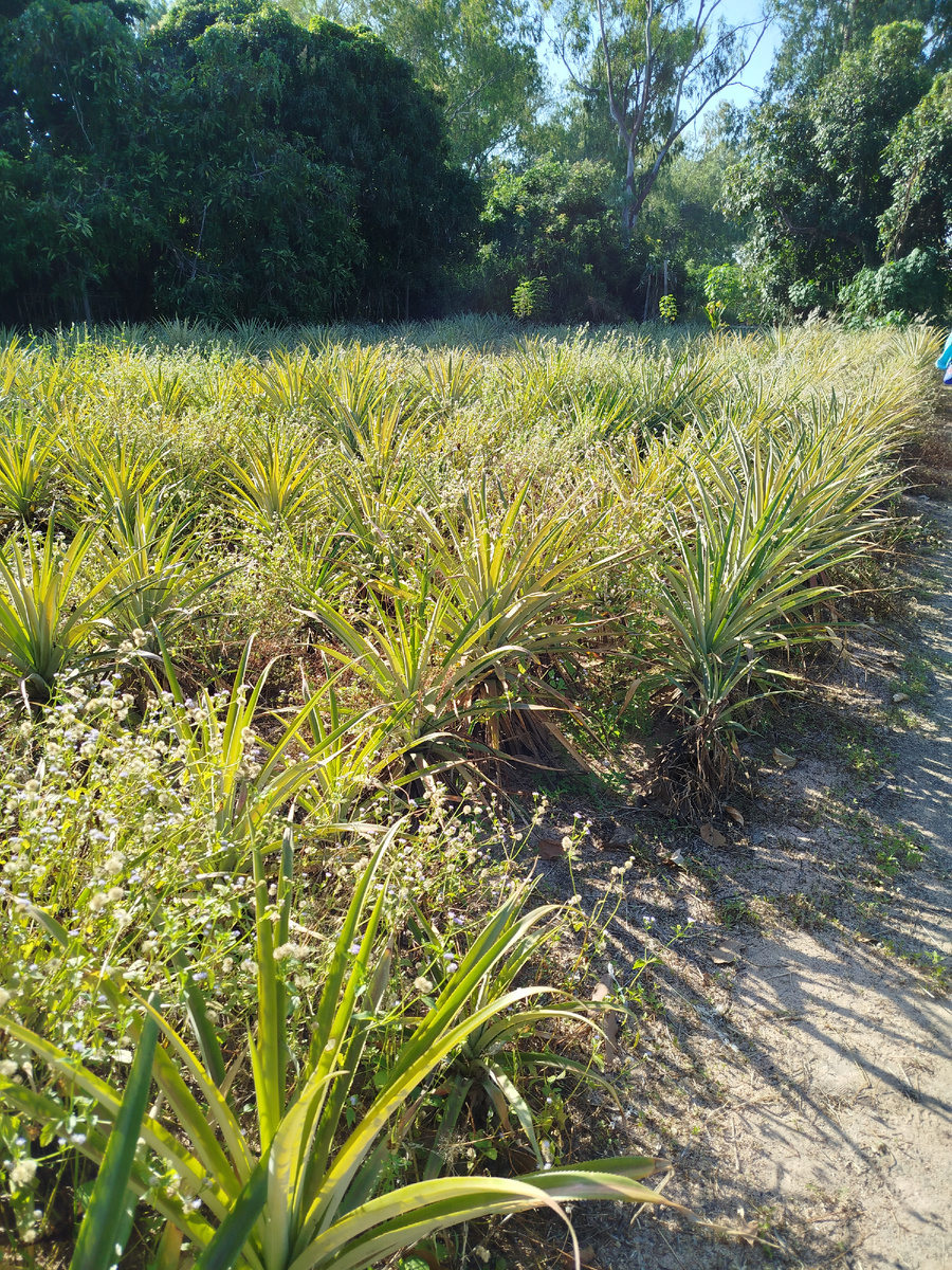 Так растут ананасы 