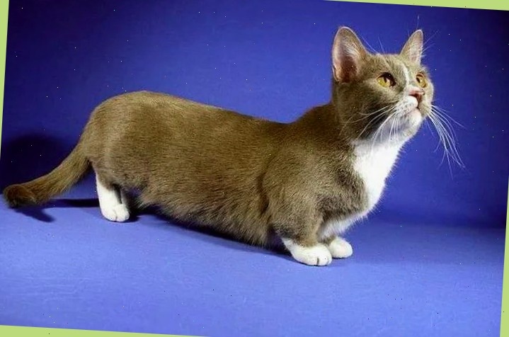 И нет, на картинке кот не в присяди!