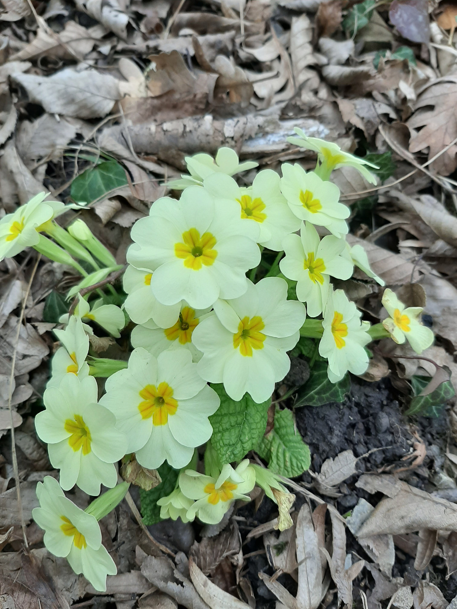 и в феврале цветут цветы