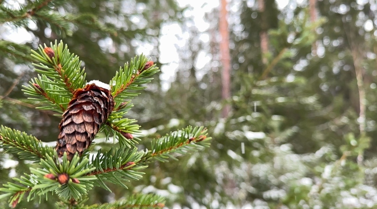 Сотни гектаров леса вокруг нашей хижины.