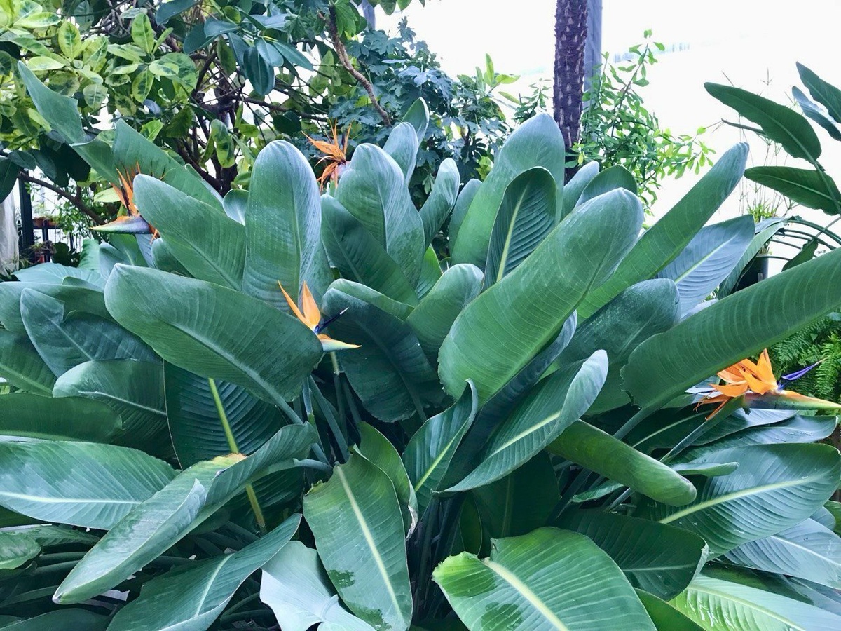 Оранжерея Таврического сада в Санкт-Петербурге. Фото автора