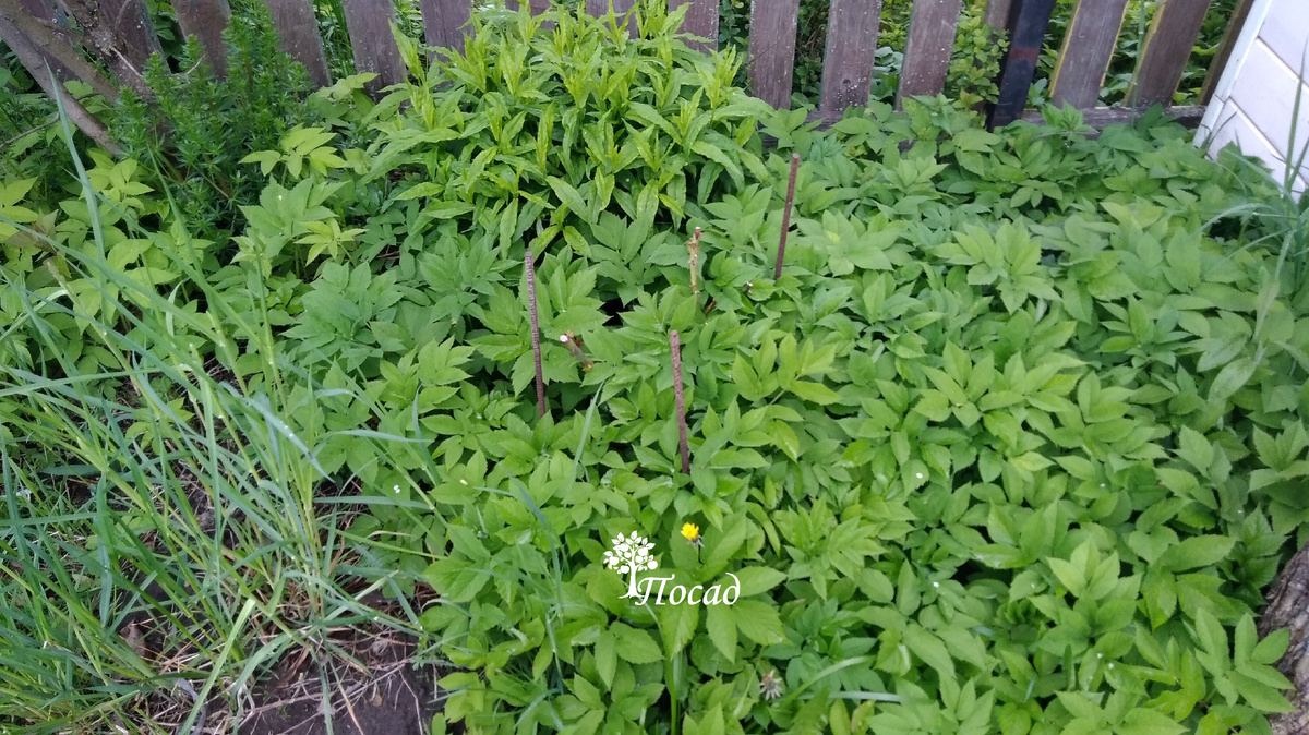 Сныть пришла, потеснила флоксы и пырей.