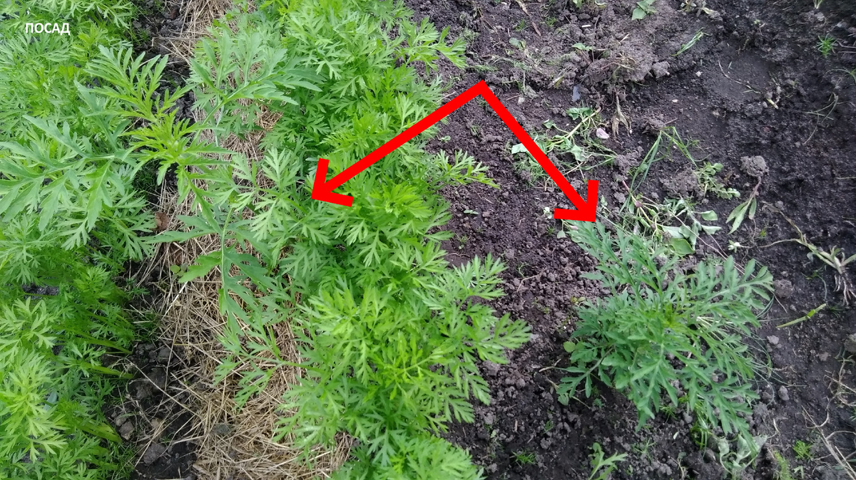 Амброзия прикинулась морковью. Заметила только, когда она стала выше морковной ботвы.