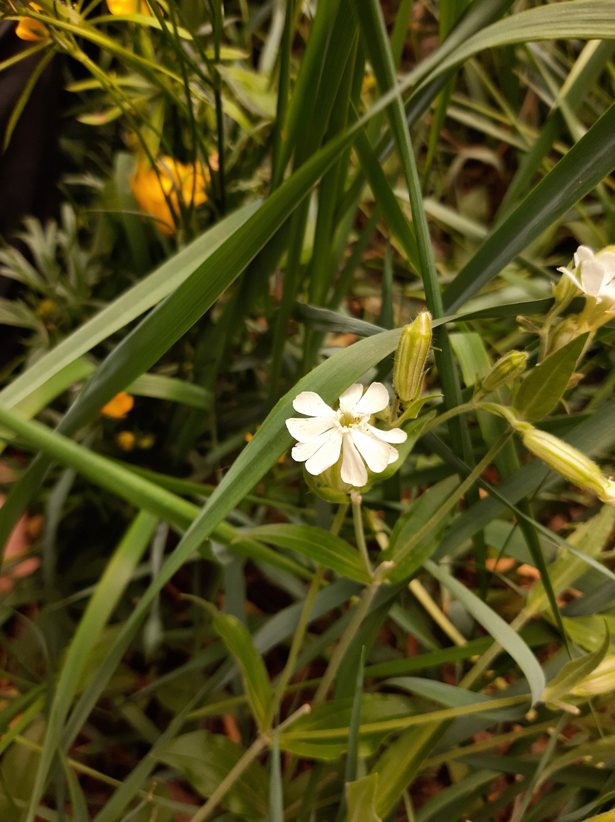 Дрёма или Смолёвка белая