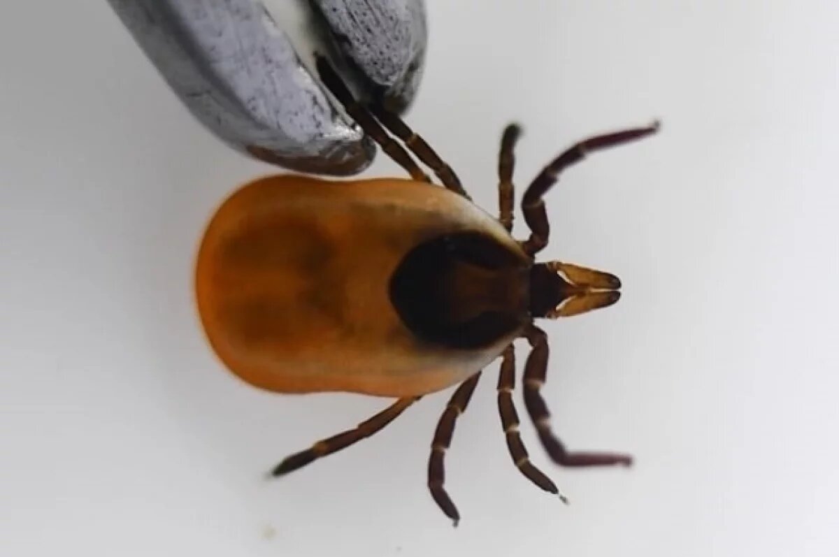    Клещ присосался зимой к ребенку в Томске