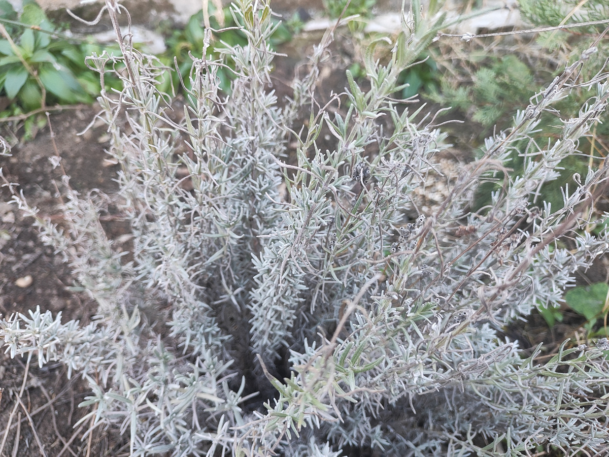 лаванда, вроде прижилась. Сажала весной. В прошлом году не пережила зиму, что-то ей не подошло