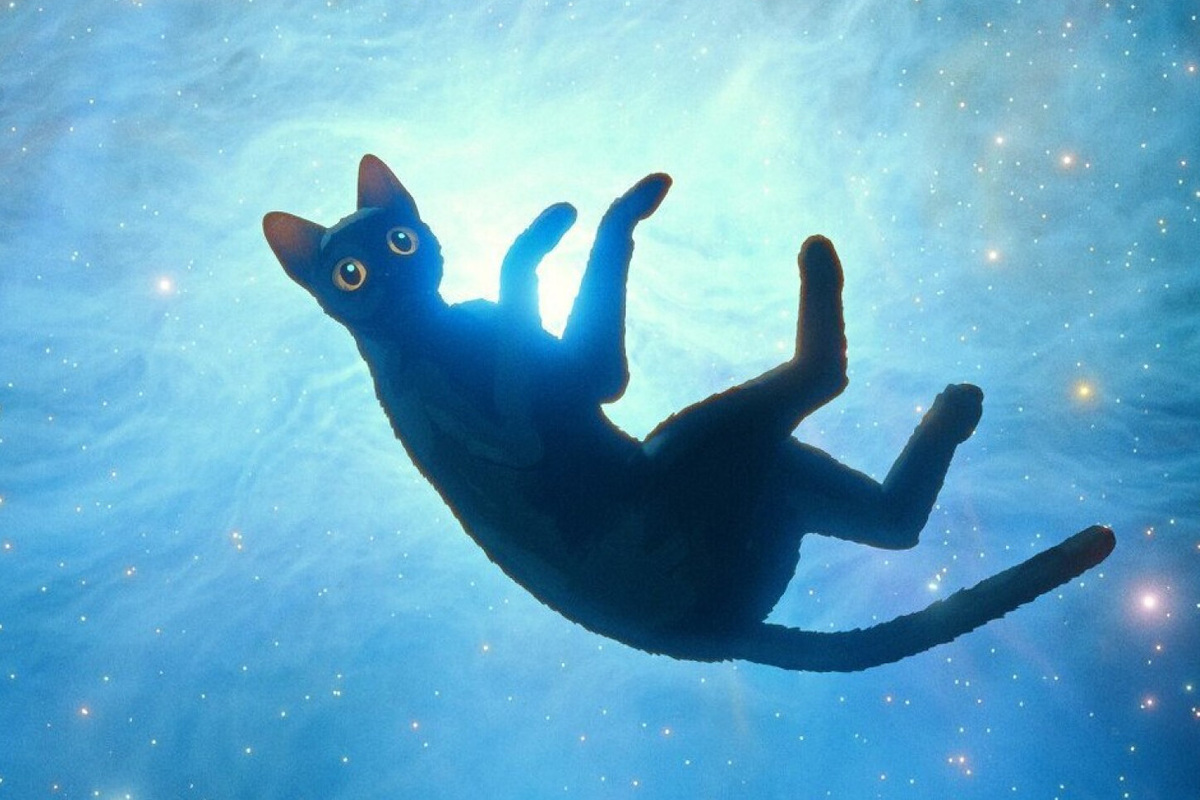     Красиво, страшно, вдохновляюще: почему всех так захватил мультфильм «Поток»