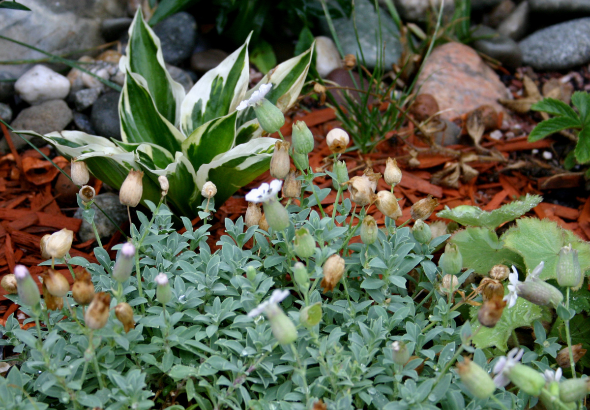    Выбор пестролистных хост в настоящее время разнообразен