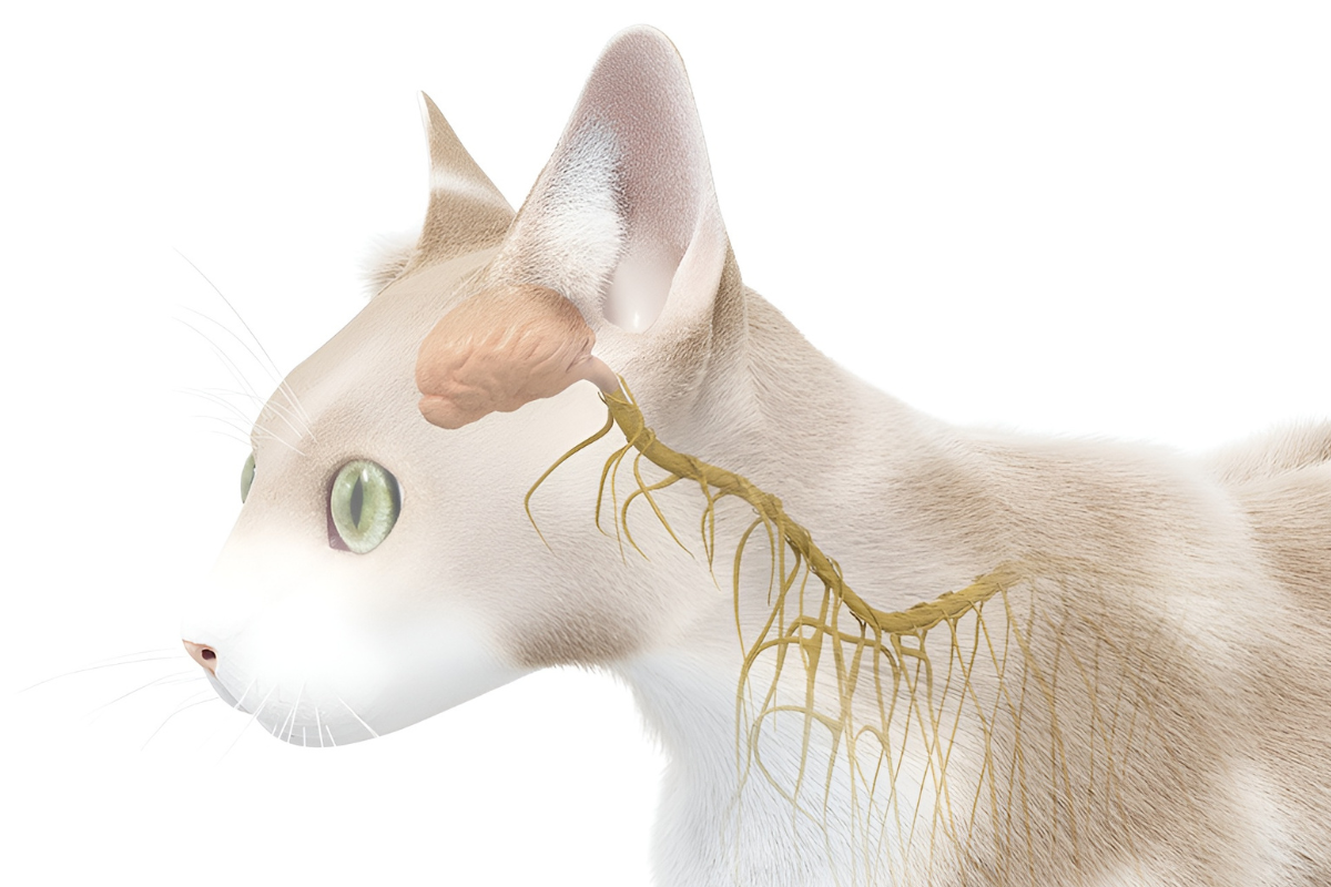 Мозг кошки