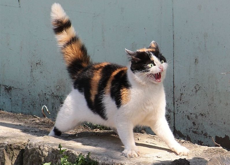 Шерсть дыюом - Рефлекс защиты