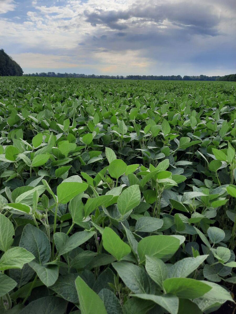 АБАКА в агросезоне-2024 показала в Приволжском районе Самарской области белок 40%.