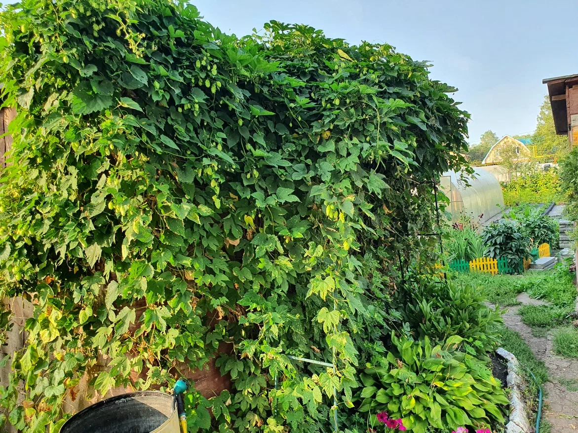 Хмель у мамы на участке заполонил сарай