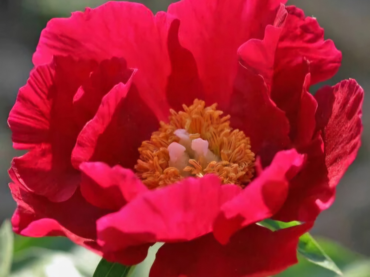 Пион "Burma Ruby (Бирма Руби)". Цветок 18 см диаметром. Награды: Золотая медаль АмОП в 1985 г. Орден за ландшафтные заслуги 2009 г.