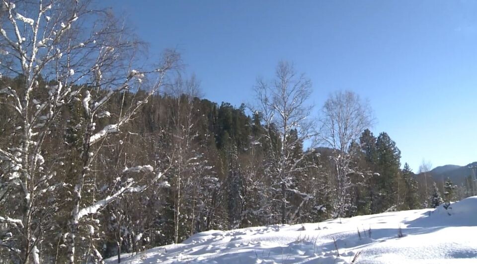    Лес рядом с селом Бийка. Источник: Толк