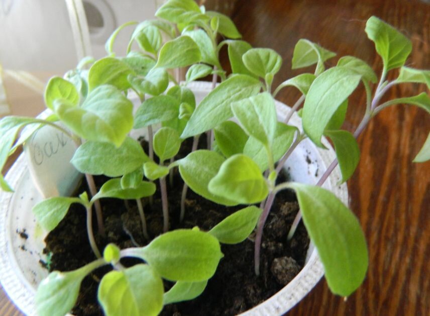 Не стоит сеять баклажаны в общий контейнер