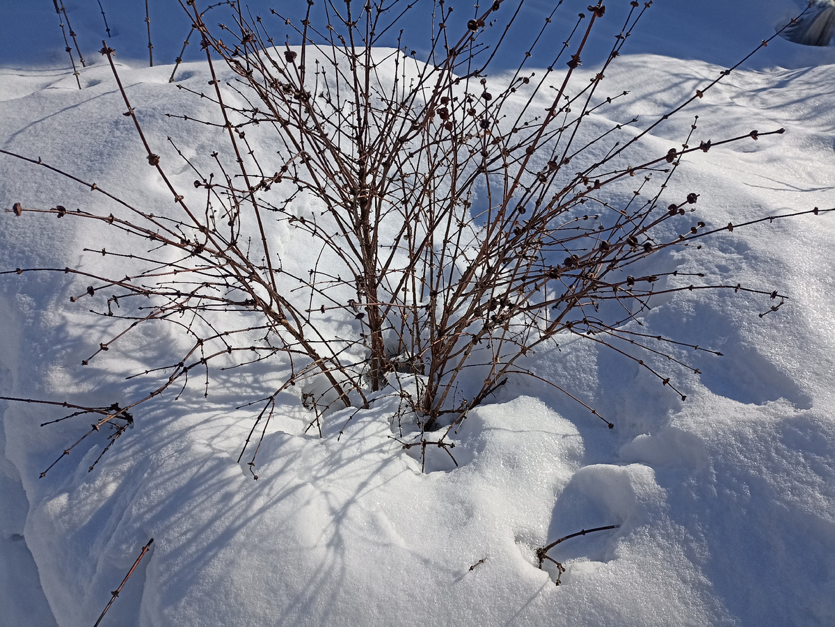 Через неделю после схода снега - полив, а на следующий день первая подкормка. Фото автора