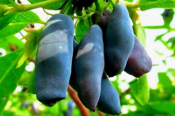 Жимолость сорта Лакомка. Скрин фото автора.