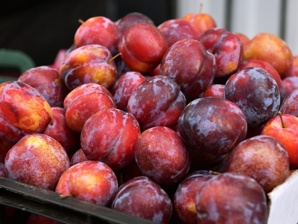 © Sputnik / Томас Тхайцук