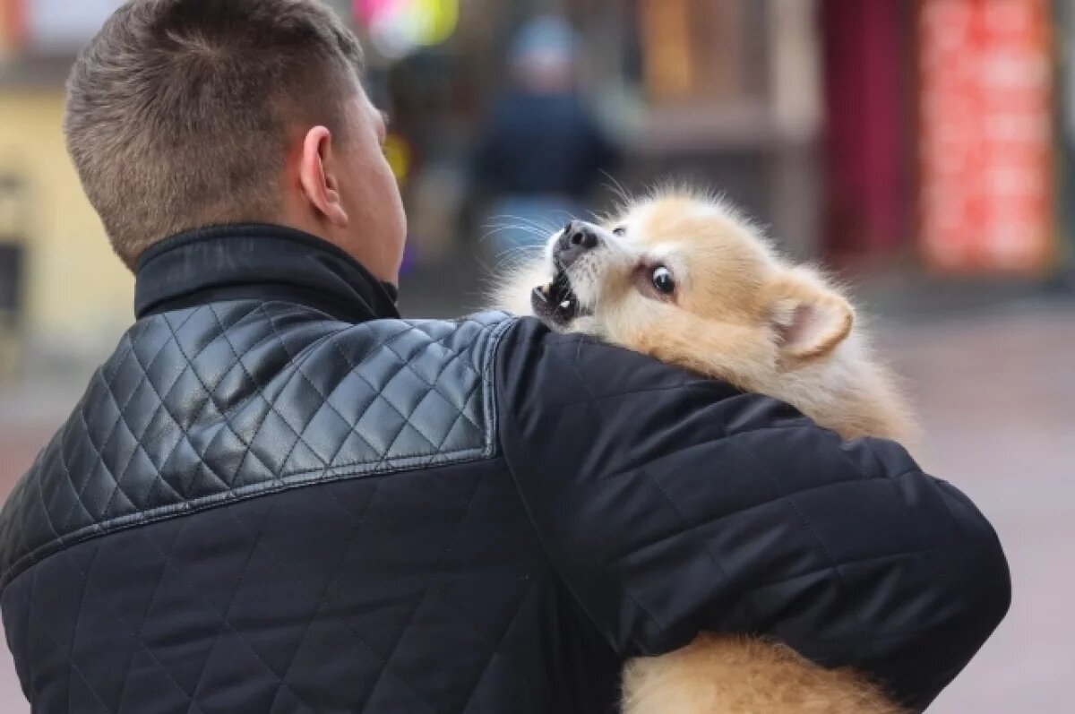    Зоопсихолог Волков объяснил, чем опасен догшеринг