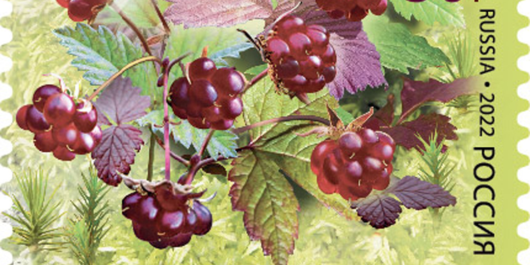 1 кг ягоды стоит как одна средня пенсия 25.000 рублей: Ягода Княженика - редкий лесной деликатес