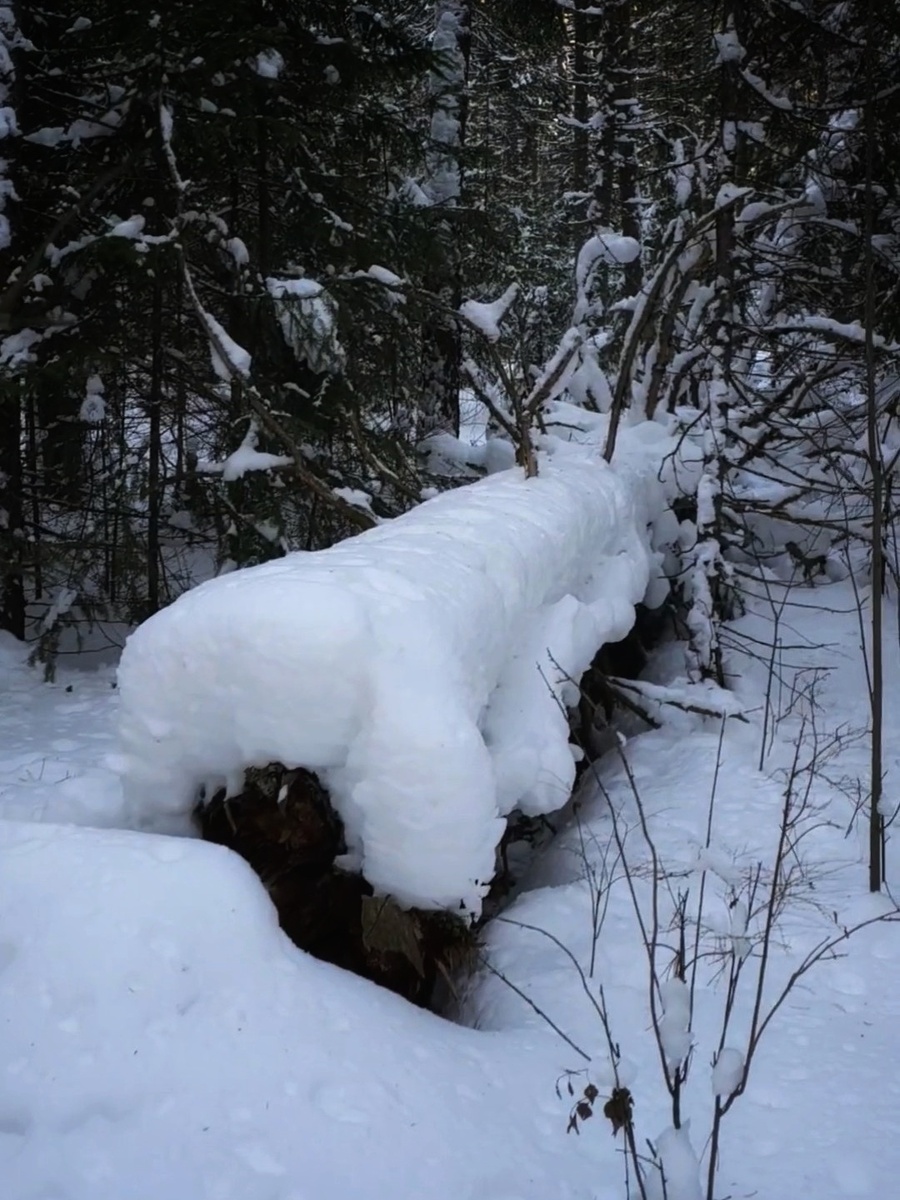 Фото автора канала "Удивительный мир живой природы "