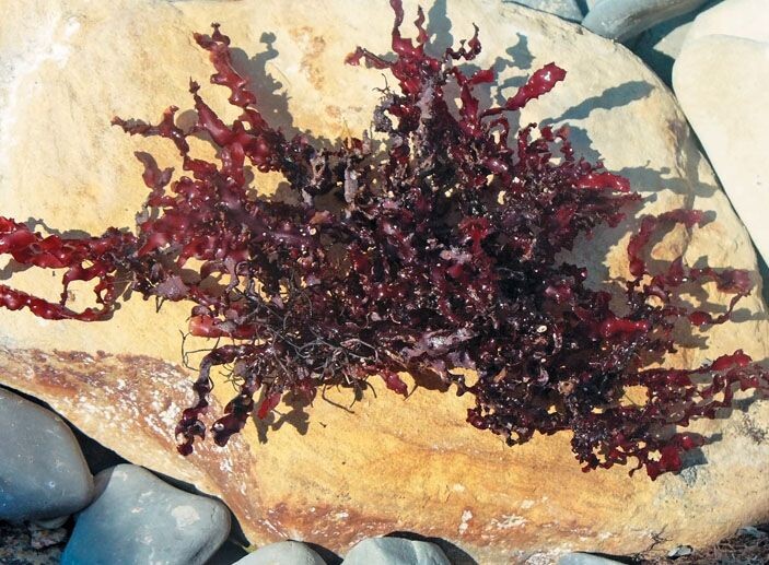 Черноморская филлофора страдает от хищнической добычи и промышленного загрязнения. Фото: https://elementy.ru