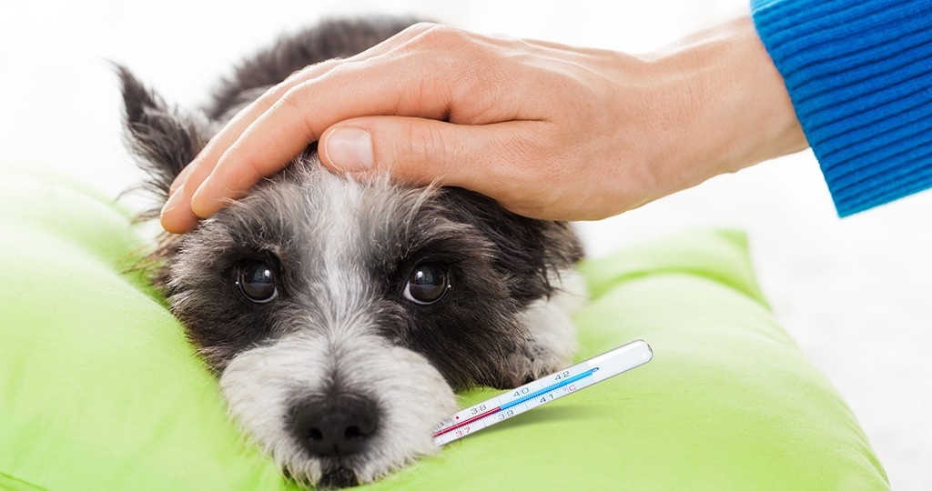 источник фото: https://univet.ru/wp-content/uploads/2022/03/%D0%BA%D0%B0%D0%BA%D0%B0%D1%8F-%D1%82%D0%B5%D0%BC%D0%BF%D0%B5%D1%80%D0%B0%D1%82%D1%83%D1%80%D0%B0-%D1%82%D0%B5%D0%BB%D0%B0-%D1%83-%D1%81%D0%BE%D0%B1%D0%B0%D0%BA.jpg