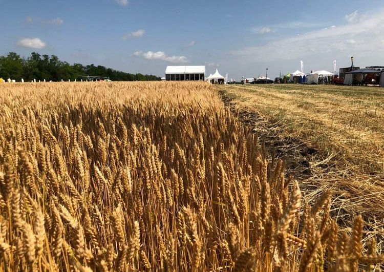    Что показал госмониторинг пшеницы урожая 2024 года в Ростовской области и Республике Калмыкия