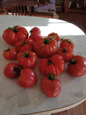 Вот такие томаты выросли.