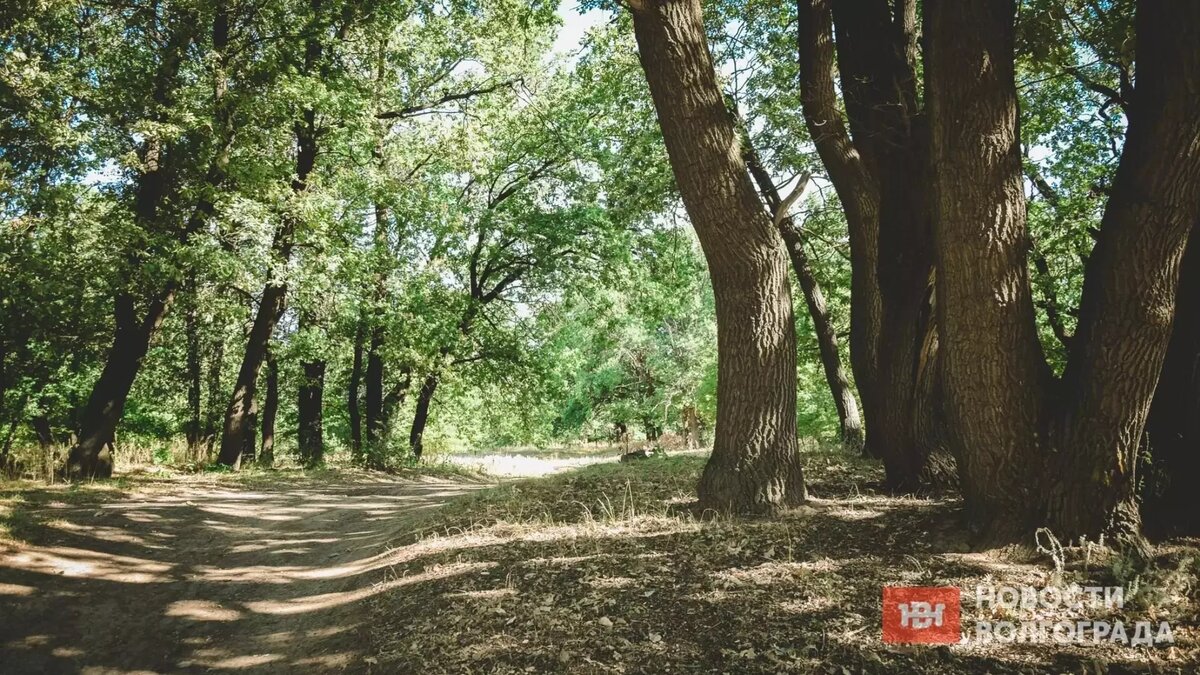     Источник: novostivolgograda.ru