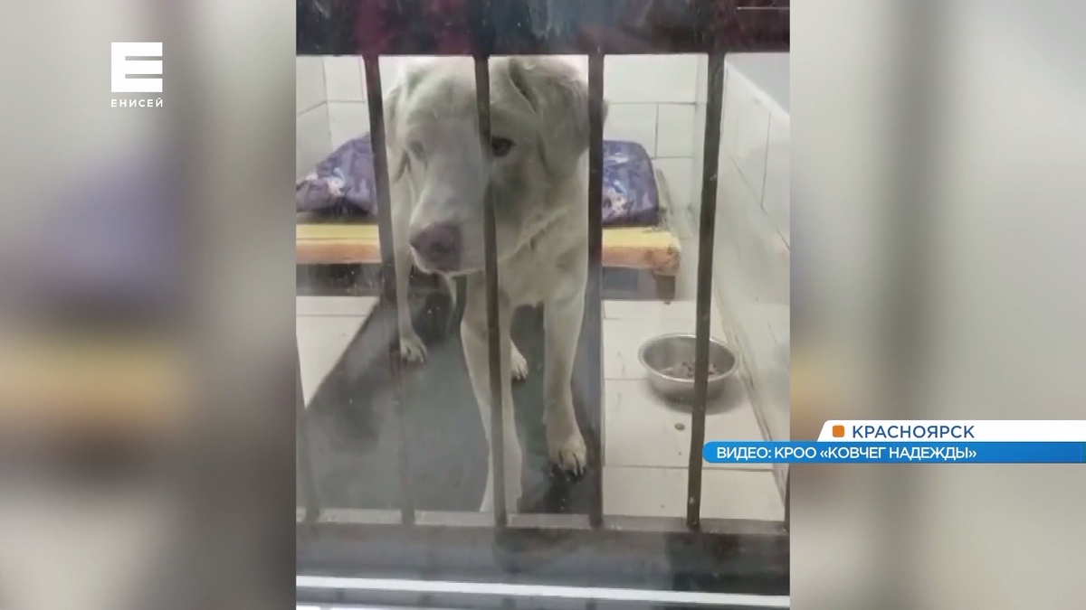     Спасенным из гаража в Красноярске собакам ищут новых хозяев
