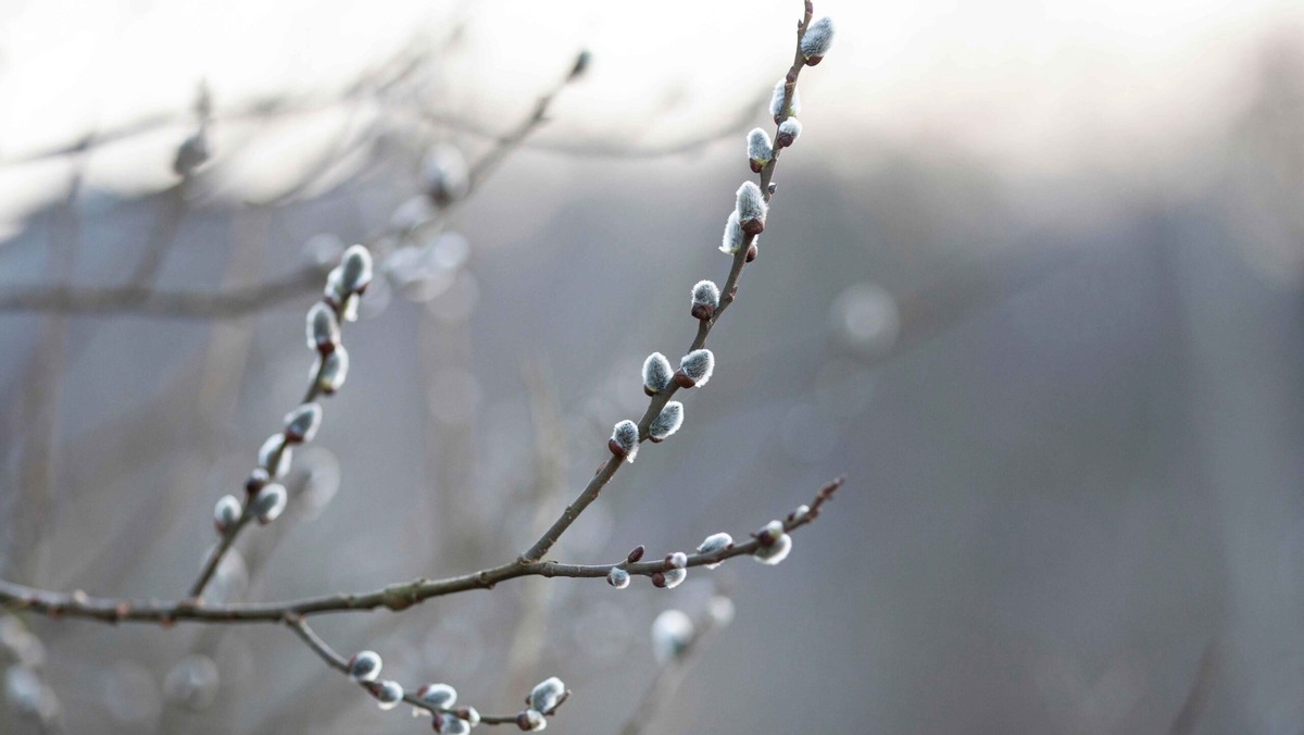    Пока все прогнозы синоптиков указывают на раннюю весну. Фото: Freepik