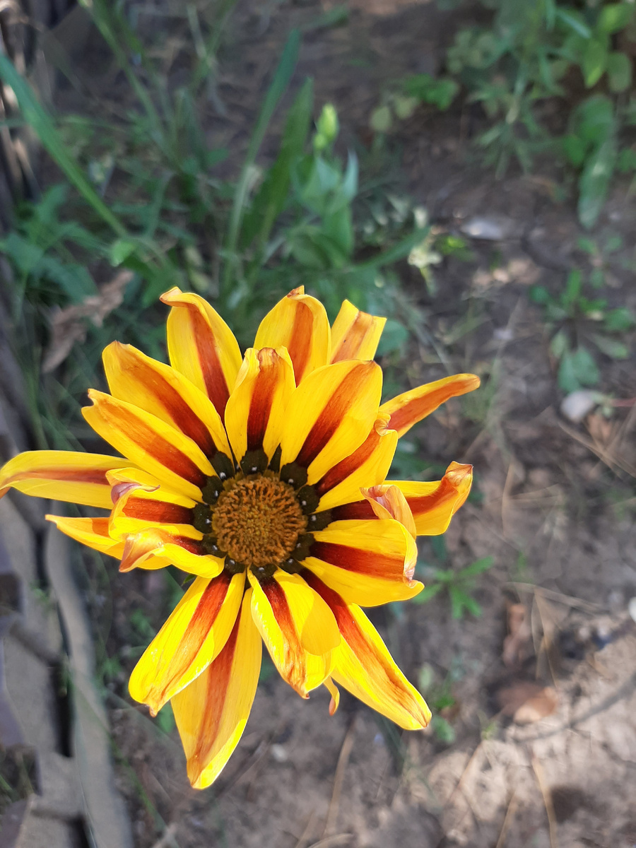 Гацания "Муза" (фото автора)