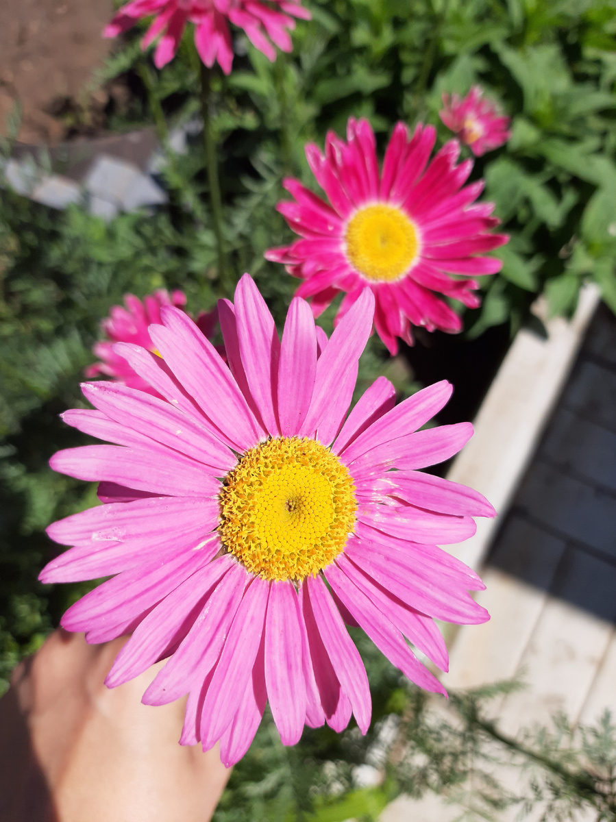 Пиретрум (фото автора)