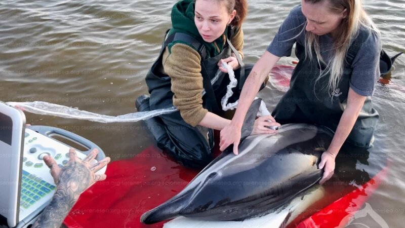     Спасение дельфинов. Центр реабилитации дельфинов «Безмятежное Море», VK