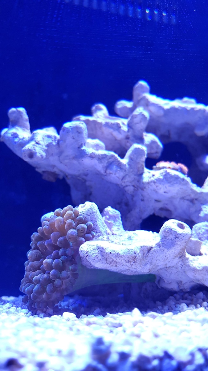 Моя бегающая по декорации Актиния