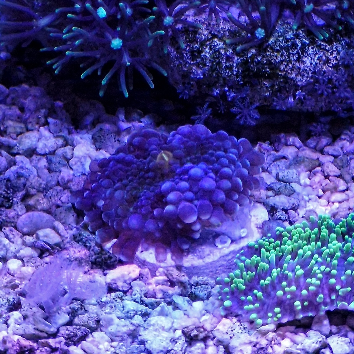 Отделенная от декорации фиолетовпя Юма, на плашке