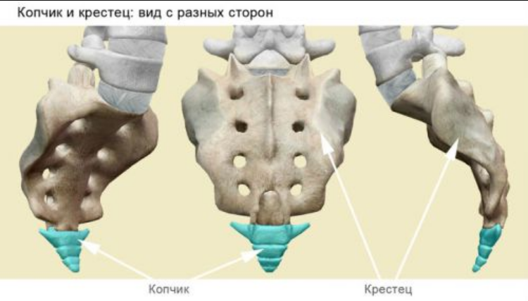 Загадочный копчик - основа человеческого тела?
