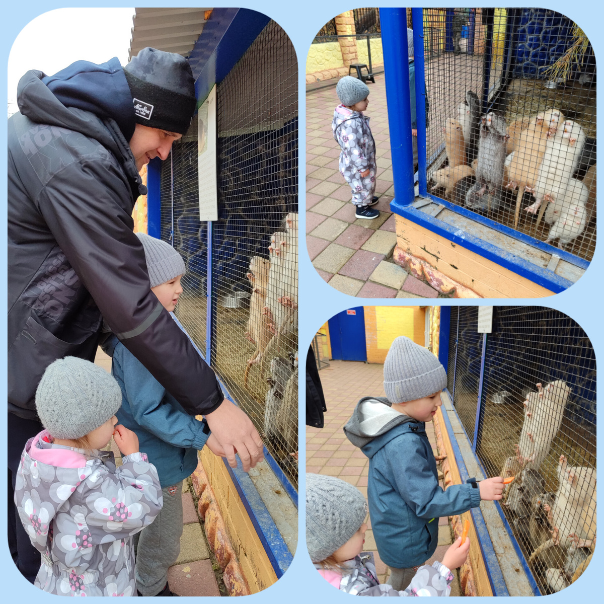 М̠и̠л̠ы̠е̠ г̠р̠ы̠з̠у̠н̠ы̠ - н̠у̠т̠р̠и̠и̠.