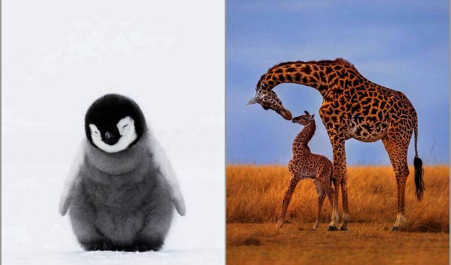 12 лучших работ с премии Nature’s Best Photography, которая воспевает красоту природы