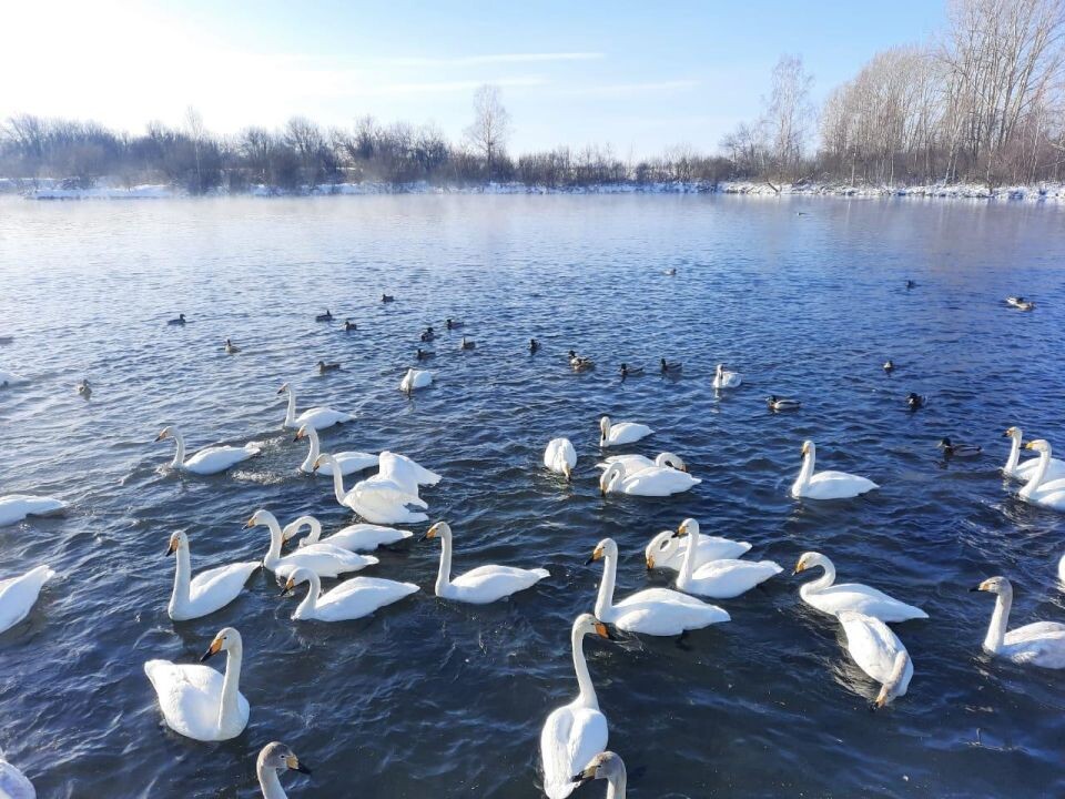    Лебеди на озере Светлое. Источник: t.me/minprirodyAK