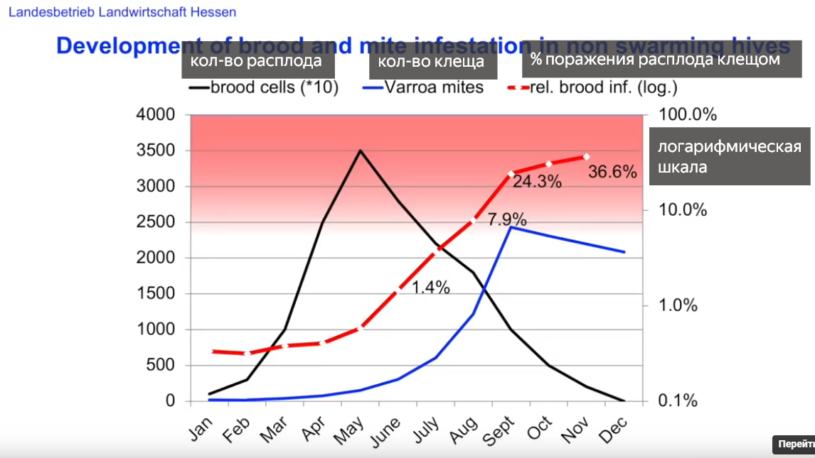 Поражение расплода клещом в нероящейся семье