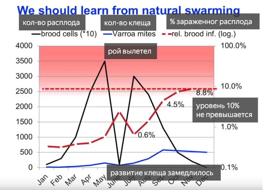 Поражение расплода клещом при роении