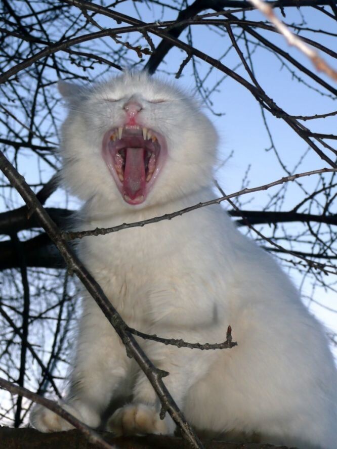 Яндекс-картинки