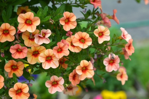  7dach.ru