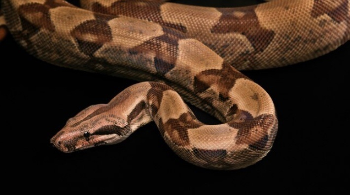    Фото: ru.freepik.com Екатерина Шахнина